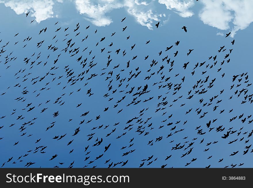 Birds In The Sky.