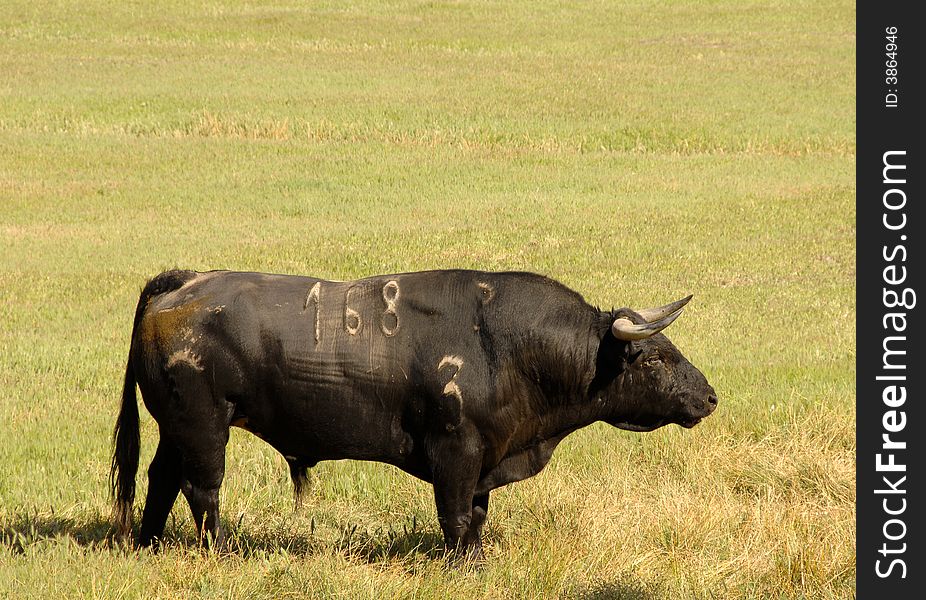 A real black bull of bullfight in field