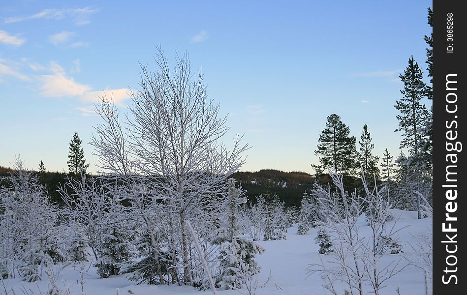 Winter landscape with frosty trees