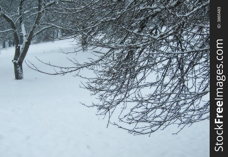 Branches and snow