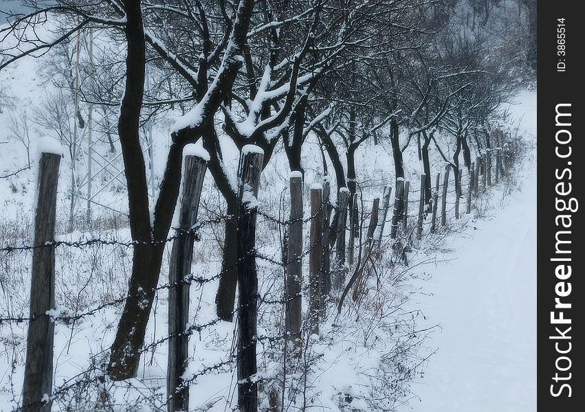 Wooden fence along the road and trees behind it