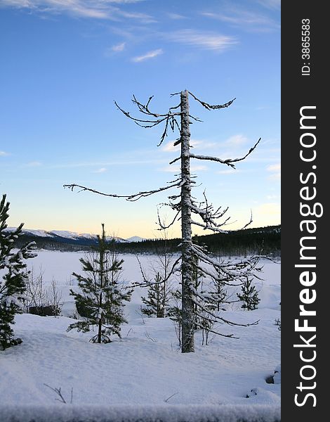 Dead tree in a winter landscape