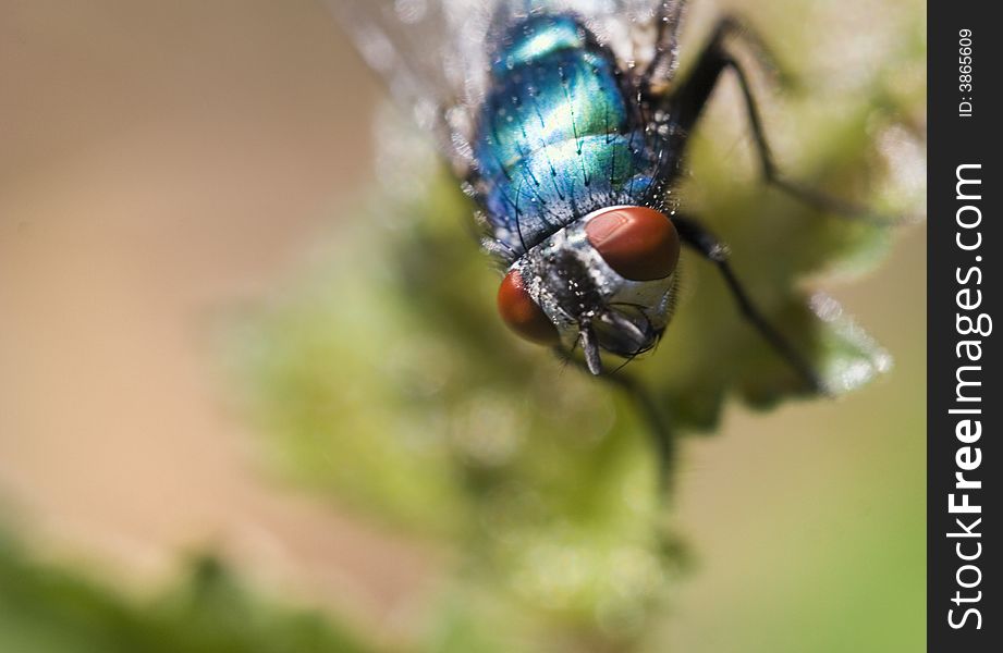 Bluebottle Fly on a Leaf