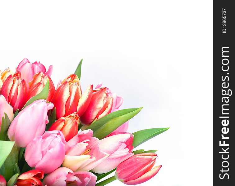 Bunch of tulips  over white background