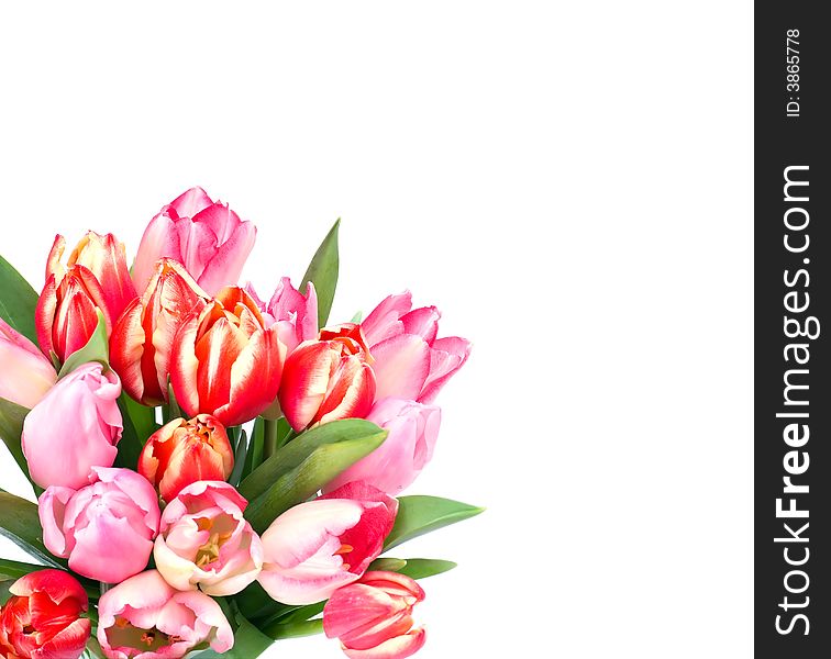Bunch of tulips  over white background