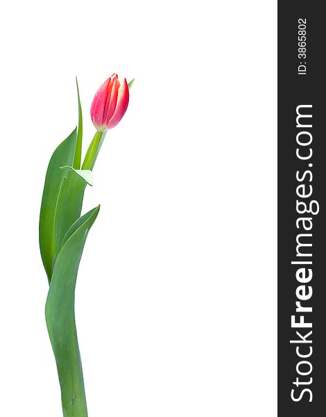 Single tulip  over white background