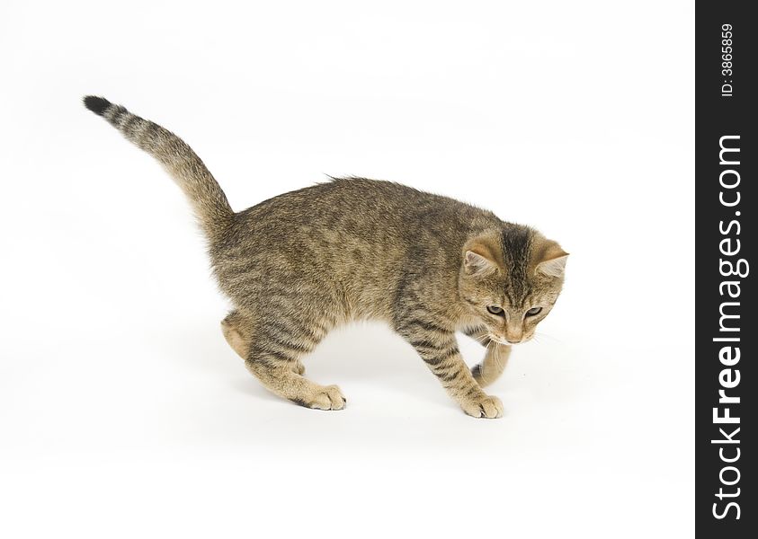 A tabby kitten jumps and plays on a white background. A tabby kitten jumps and plays on a white background