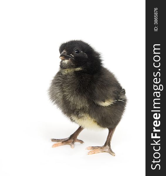 A dark feathered baby chicken stands on a white background. A dark feathered baby chicken stands on a white background