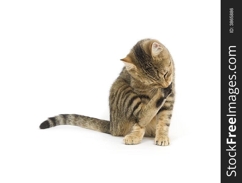 A tabby kitten chews on its paw while taking a bath on a white background. A tabby kitten chews on its paw while taking a bath on a white background
