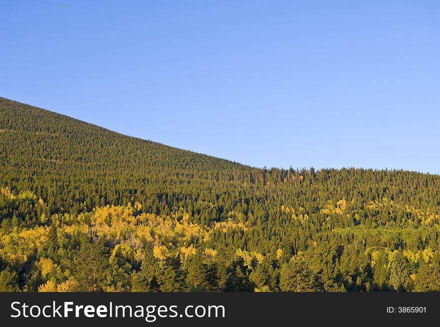 Pine trees cover the side of a mountain in Rocky Mountain National Park. Pine trees cover the side of a mountain in Rocky Mountain National Park
