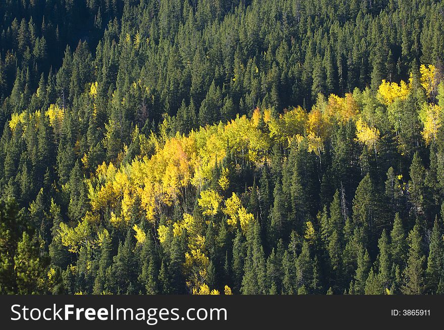 Fall colors along a mountainside in Rocky Mountain National Park