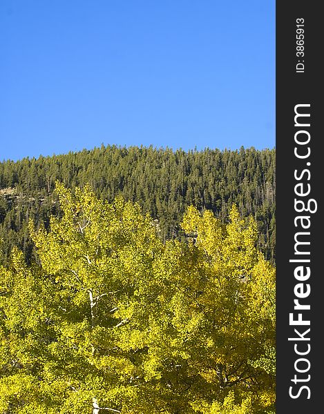 An aspen tree and evergreens in Rocky Mountain National Park. An aspen tree and evergreens in Rocky Mountain National Park