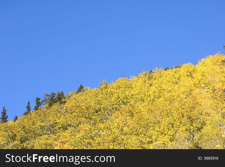 Aspen trees and hillside
