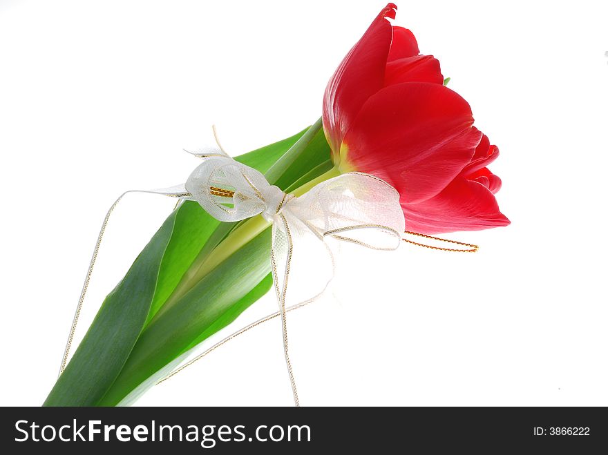 Image of red tulip on white background