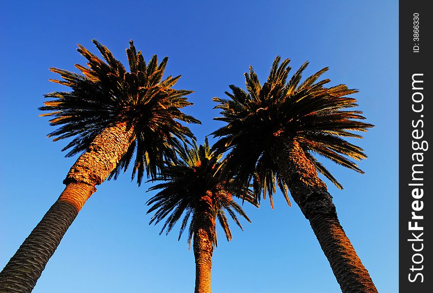 Palm trees with blue sky background. Palm trees with blue sky background