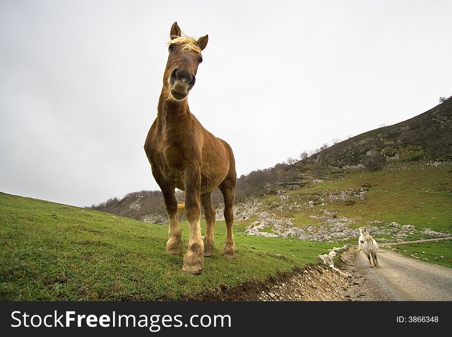 Friendly Wild Brown Horse