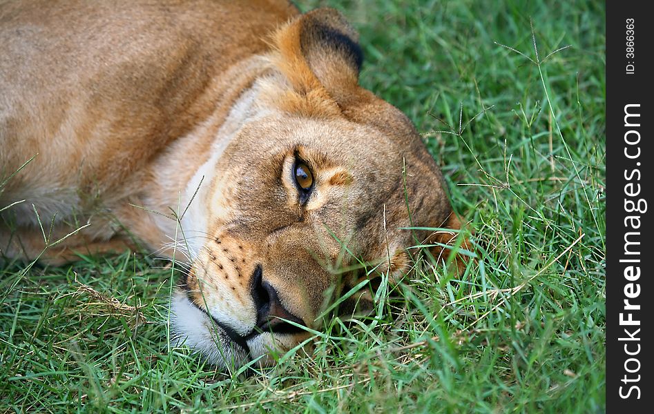 A digital image of a lioness laid in the grass on the maasai mara game reserve.