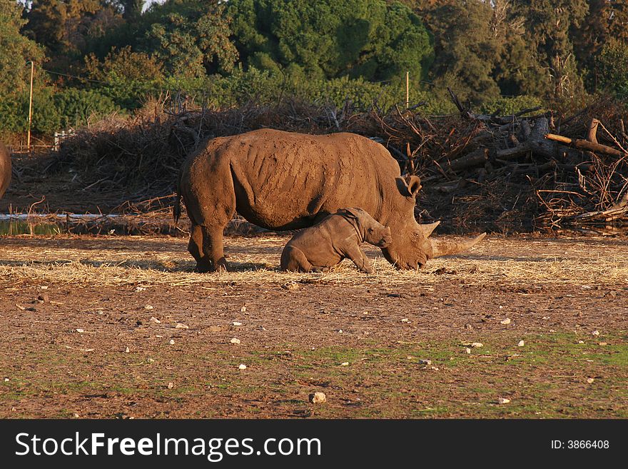 Rhinoceros Africa with a child