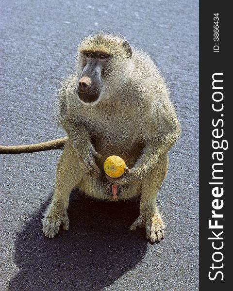 Monkey begging on the road near Tsavo National Park in Kenya, Africa. Monkey begging on the road near Tsavo National Park in Kenya, Africa.