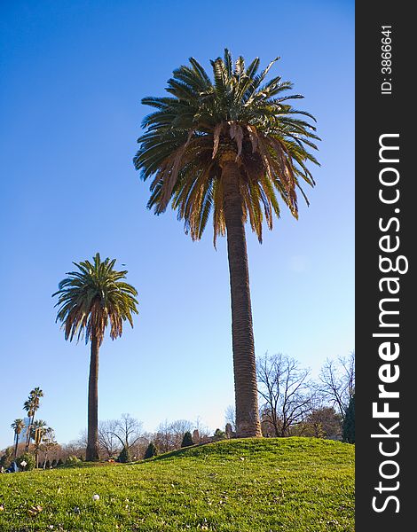 Two palm with green grass and blue sky. Two palm with green grass and blue sky