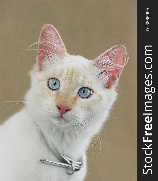 Close up face photo of a white, blue eyed cat. Close up face photo of a white, blue eyed cat