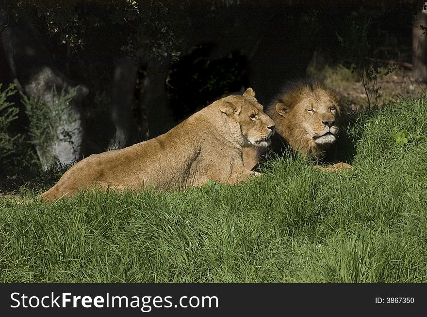 Lion and lioness resting at the edge of the forest. Lion and lioness resting at the edge of the forest