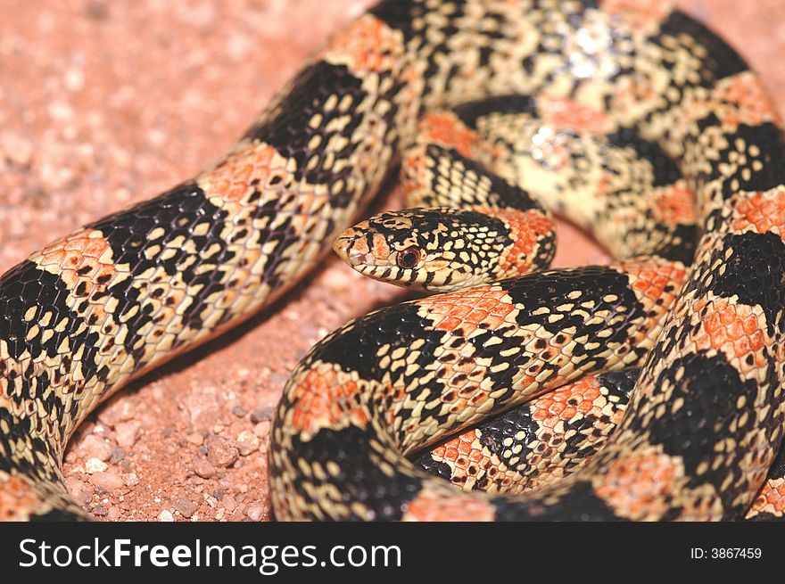 A colorful and interesting image of a longnose snake from Arizona. A colorful and interesting image of a longnose snake from Arizona.