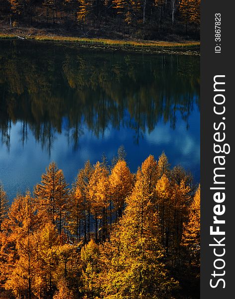 A tree by the lake in the crater of a dormant volcano. A tree by the lake in the crater of a dormant volcano