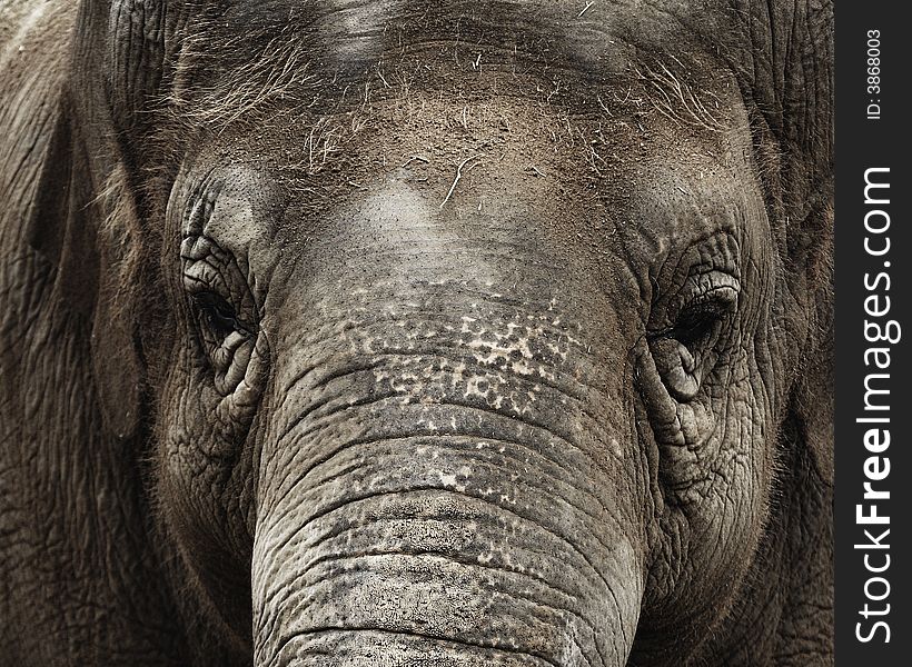 Close up of a female Asian Elephant (Elephas maximus). Santa Barbara Zoo, Santa Barbara, California, the United States. Close up of a female Asian Elephant (Elephas maximus). Santa Barbara Zoo, Santa Barbara, California, the United States.