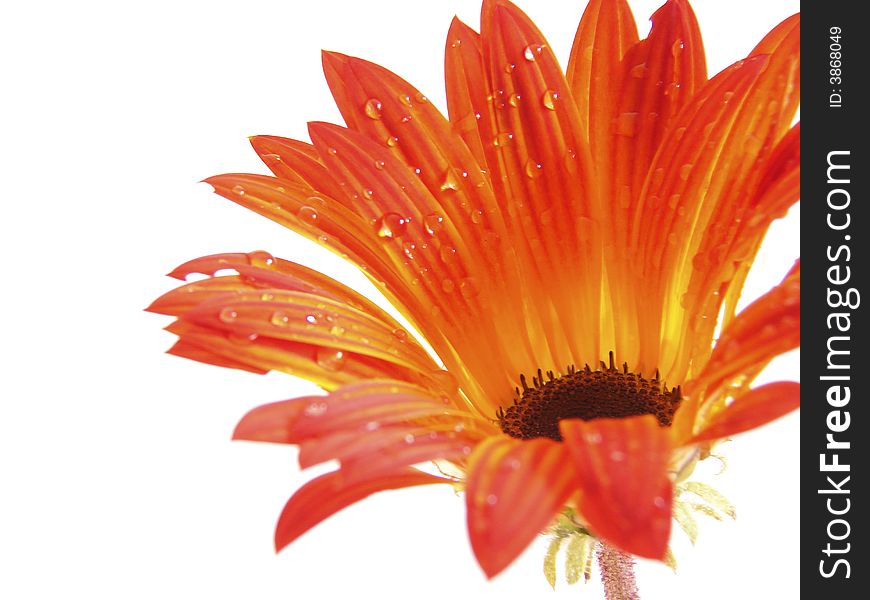 Closeup of Orange daisy with water drops on pure white background