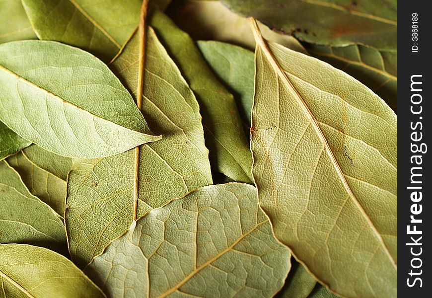 Macro bay leaves spice for cooking