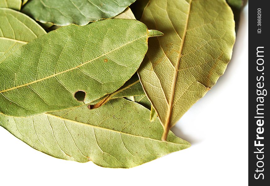 Macro bay leaves spice for cooking isolated on a white background. Macro bay leaves spice for cooking isolated on a white background