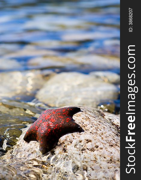 Russia. Sea reserve. A starfish laying on a stones, blue water on a beauty blur backgroung. Russia. Sea reserve. A starfish laying on a stones, blue water on a beauty blur backgroung.