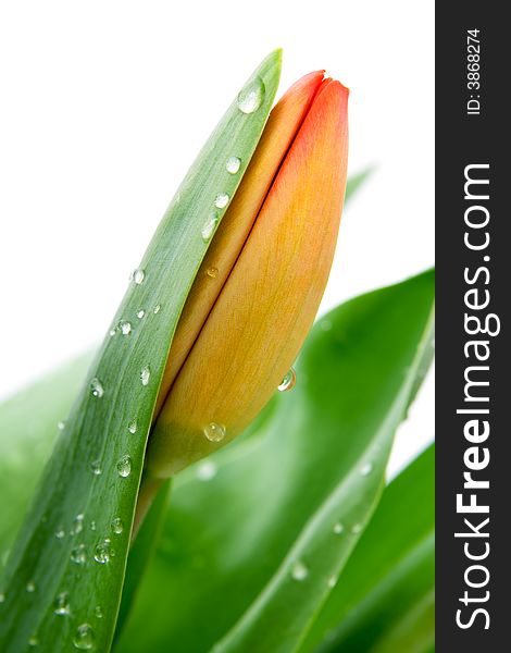 Beautiful tulip with dew drops