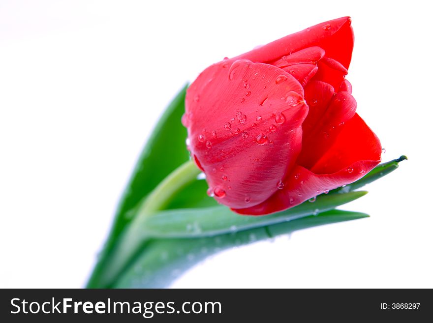 Tulip with dew drops over white background. Tulip with dew drops over white background