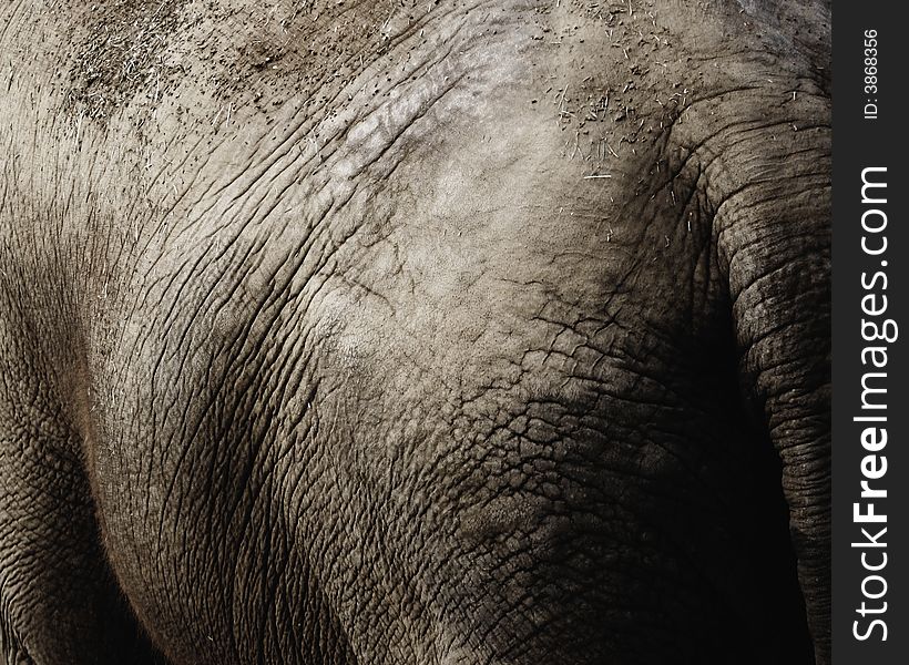 Close up of a female Asian Elephant (Elephas maximus). Santa Barbara Zoo, Santa Barbara, California, the United States. Close up of a female Asian Elephant (Elephas maximus). Santa Barbara Zoo, Santa Barbara, California, the United States.