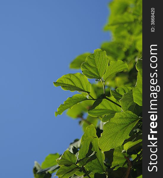 Vine leafs reaching to the clear blue sky. Vine leafs reaching to the clear blue sky