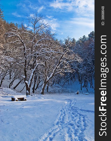 Path in Snow to the Forest