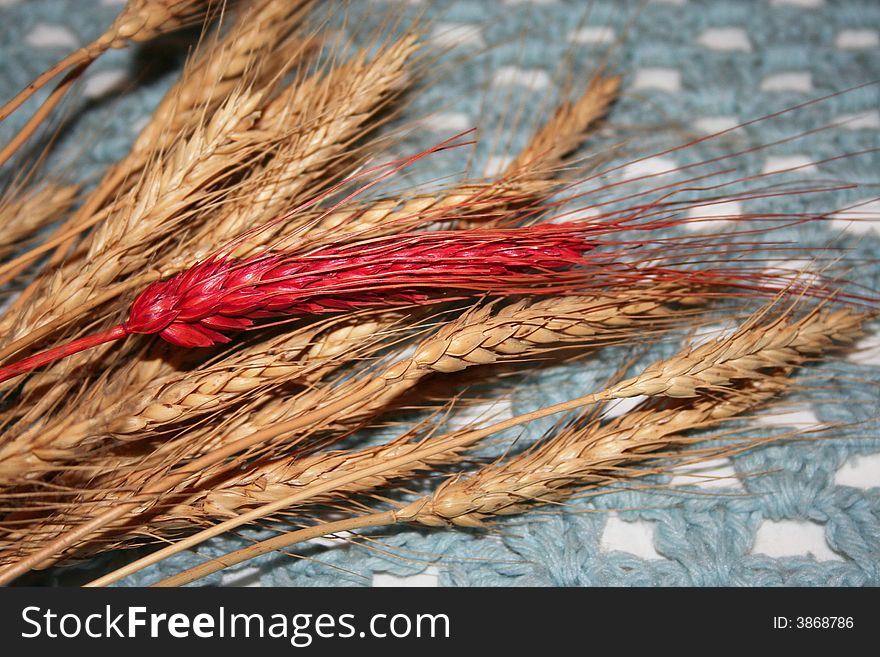 It's a red ear of whet with gold ear of whet, on a old blue blanket background. It's a red ear of whet with gold ear of whet, on a old blue blanket background.