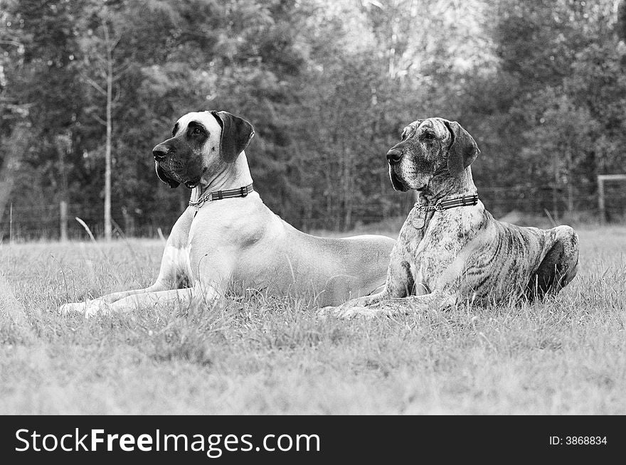 A portrait of two great danes sitting together
