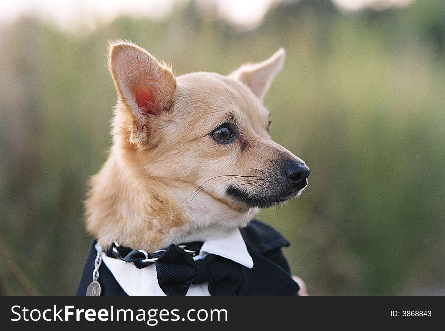 A Chihuahua dog dressed in a tuxedo and bow tie. A Chihuahua dog dressed in a tuxedo and bow tie