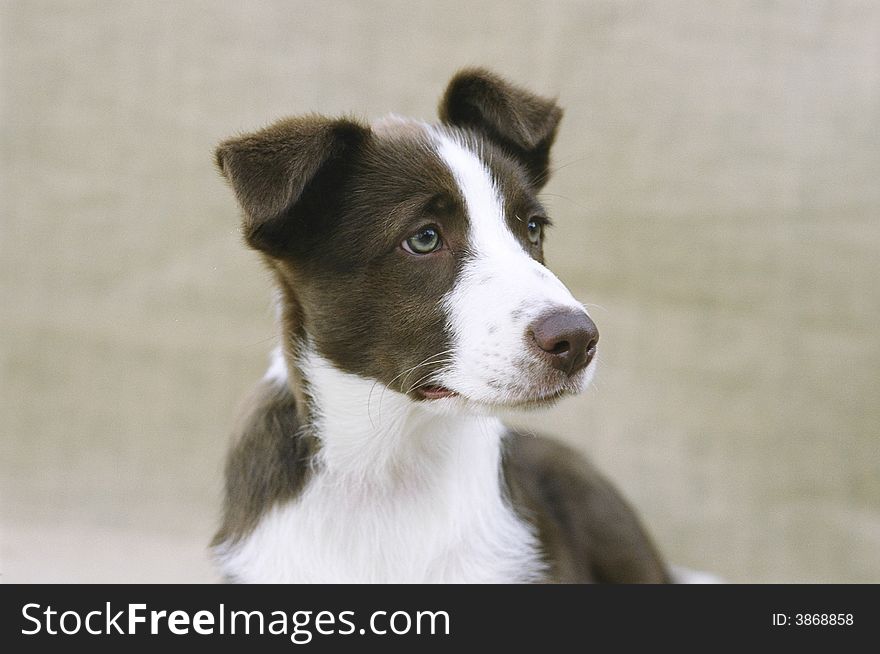 Chocolate and white colored dog with searching eyes. Chocolate and white colored dog with searching eyes