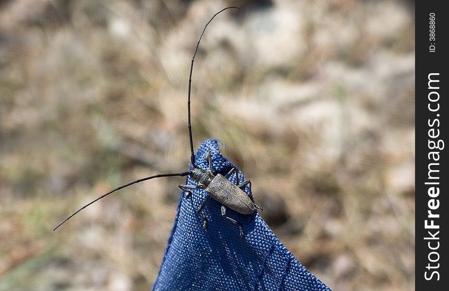 Capricorn beetle with greater antenna on jeans