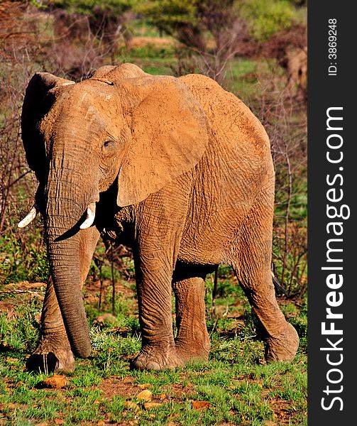 Pilanesberg Elephant