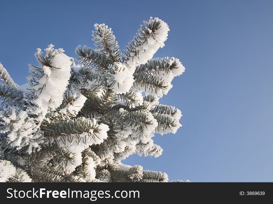 A part of snow tree under the blue sky