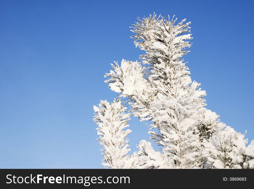 A Part Of Snow Tree Under The Blue Sky