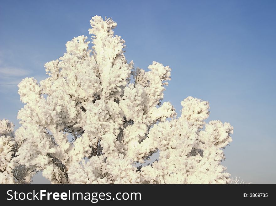 A Part Of Snow Tree Under The Blue Sky
