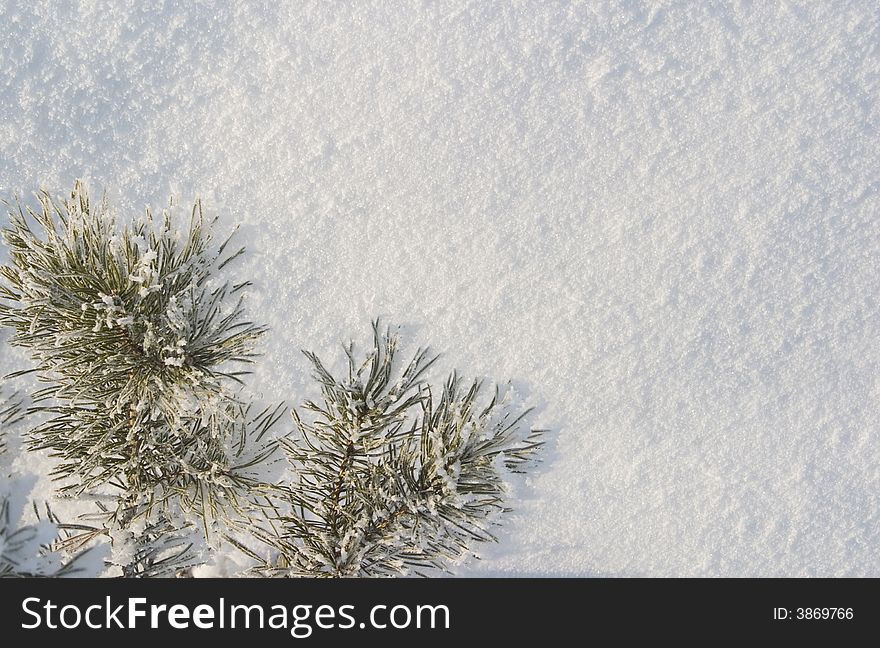 A part of snow tree under the white snow background