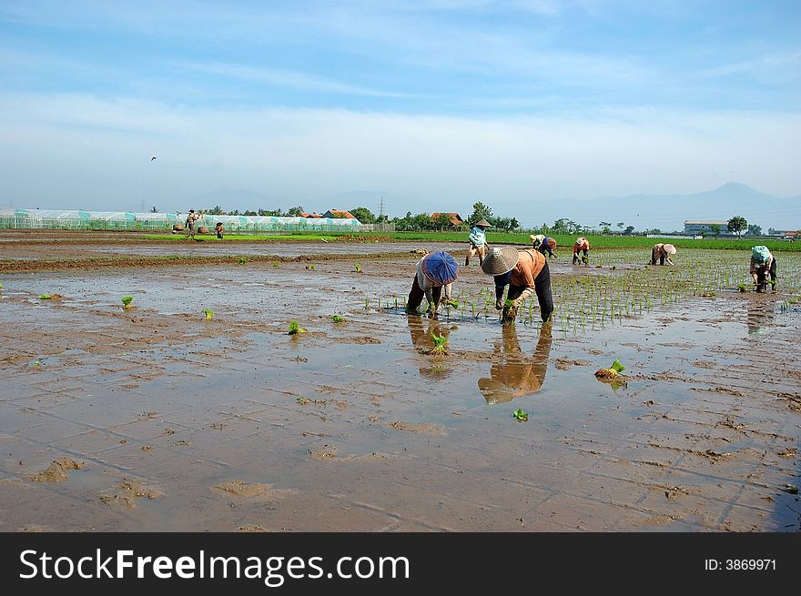 Rice Field