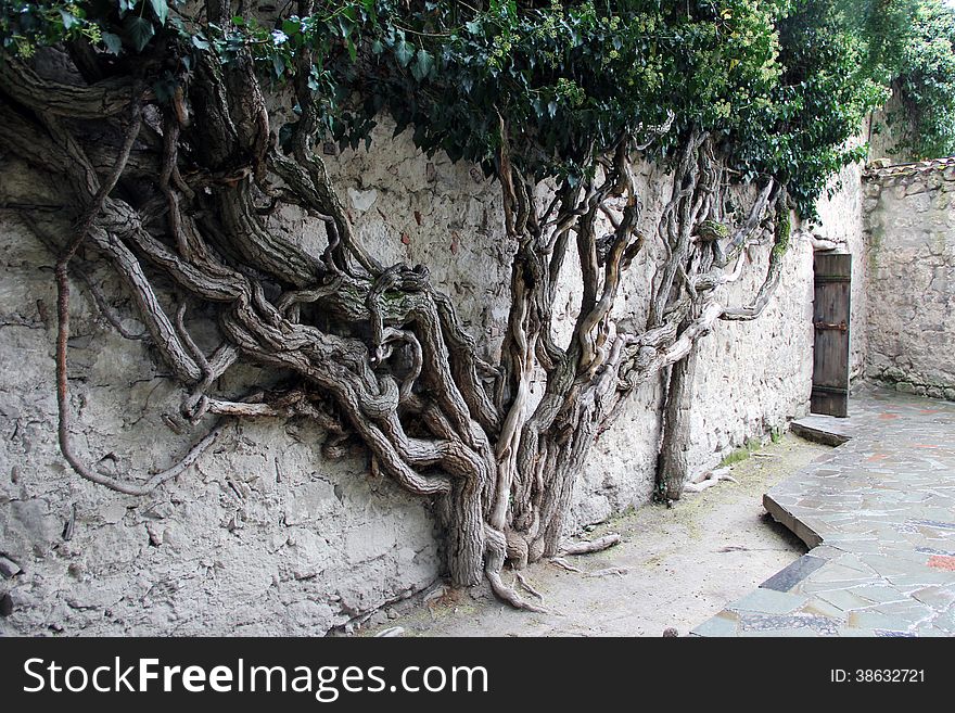 Whimsical tree with multiple trunks in the courtyard of the Khan's palace. Bakhchisarai.